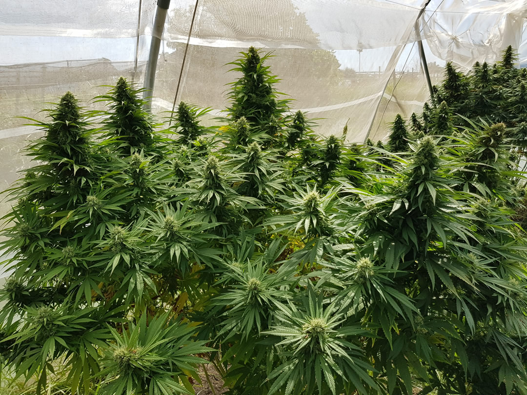 Coltivazione in serra canapa cannabis CBD