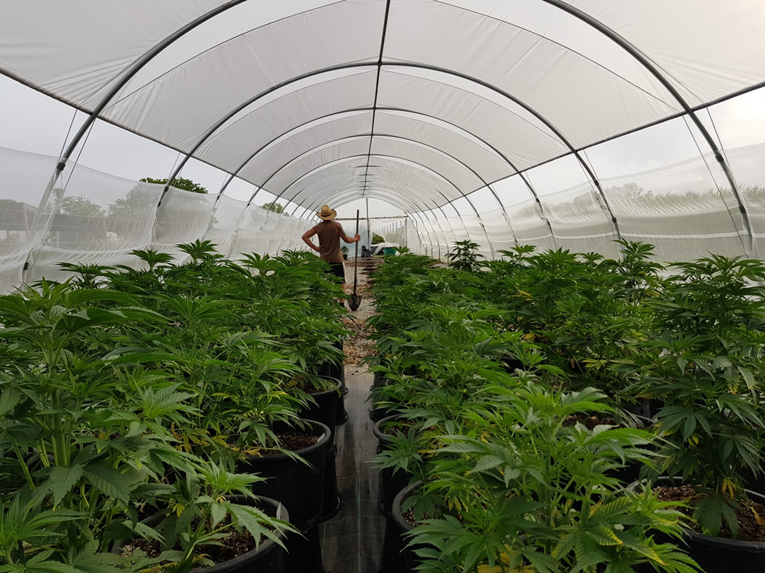 Serra coltivazione piante canapa cannabis CBD